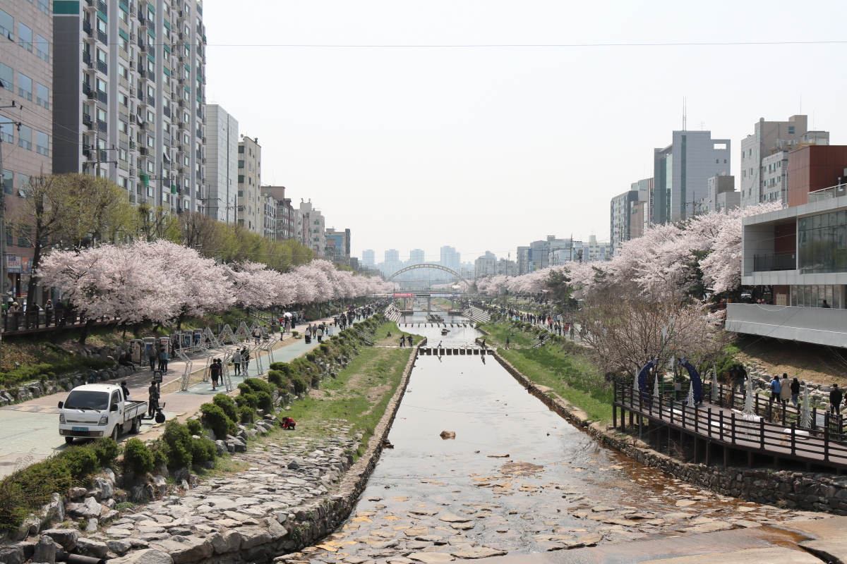 불광천 벚꽃구경