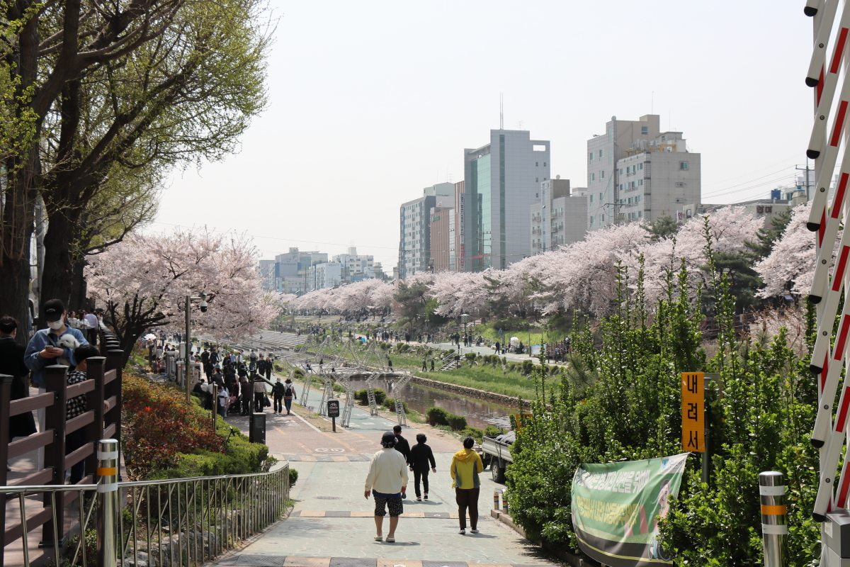 불광천 벚꽃구경