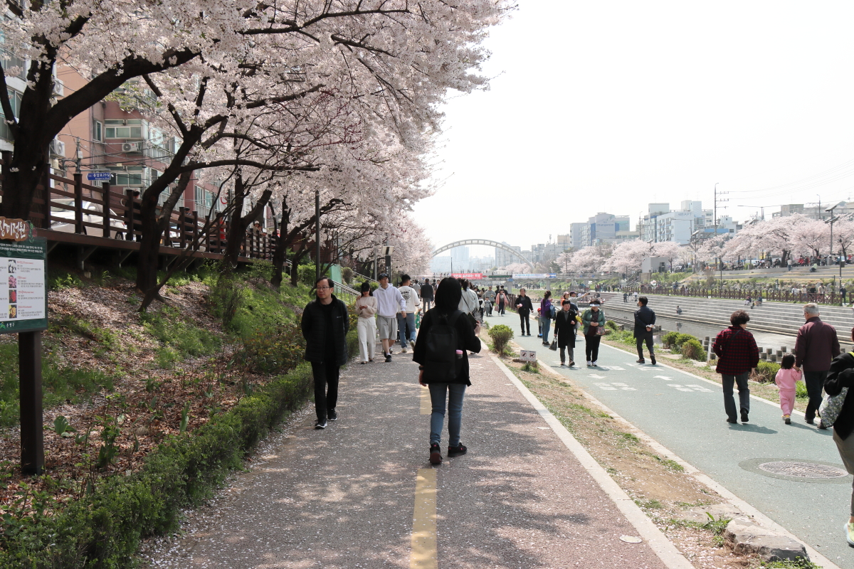 불광천 벚꽃구경