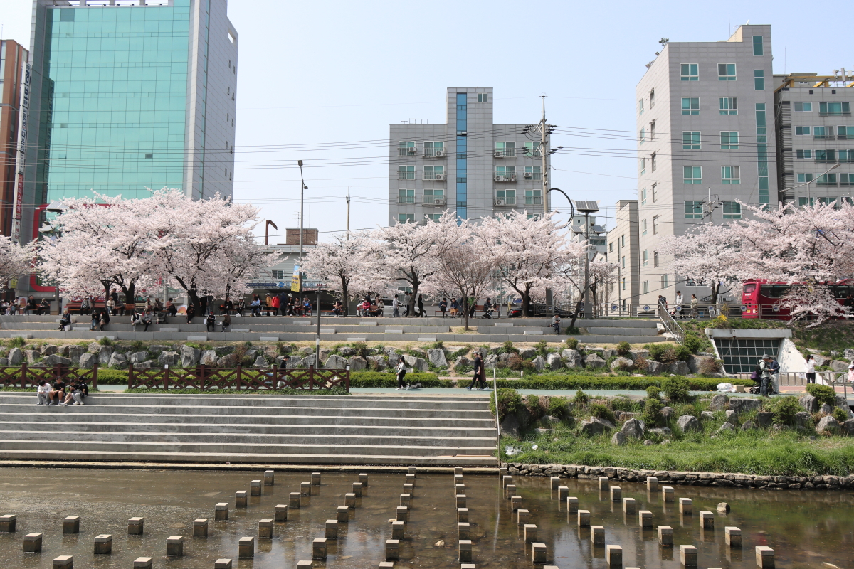 불광천 벚꽃구경